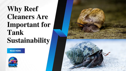 Why Reef Cleaners Are Important for Tank Sustainability