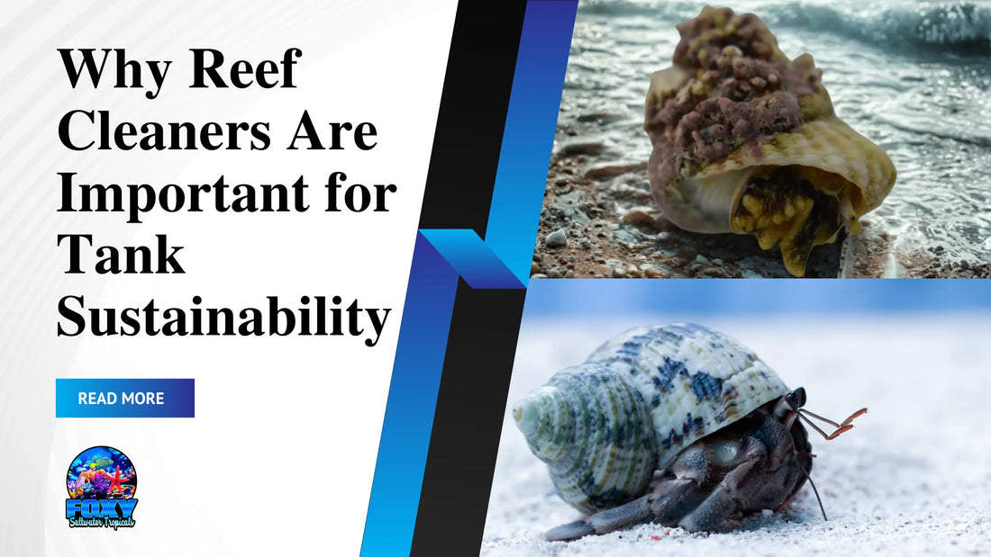 Why Reef Cleaners Are Important for Tank Sustainability