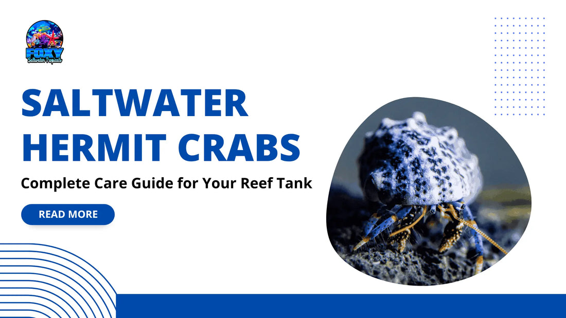Saltwater Hermit Crabs: Complete Care Guide for Your Reef Tank