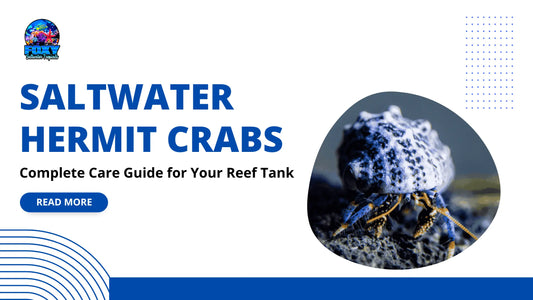 Saltwater Hermit Crabs: Complete Care Guide for Your Reef Tank