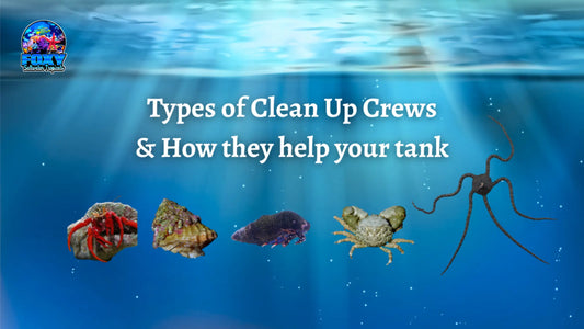 Types of Cleanup Crews and How They Help Your Tank