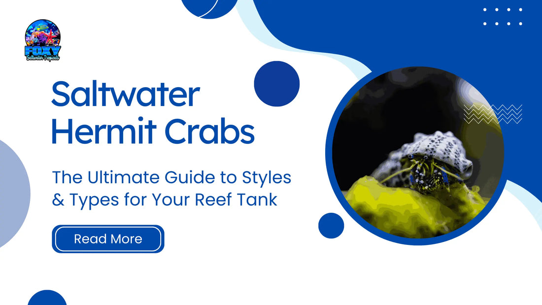 Saltwater Hermit Crabs Blog Post Image for Foxy Saltwater Tropicals