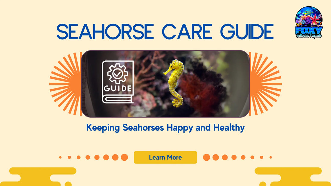 Seahorse Care Guide – Keeping Seahorses Happy and Healthy