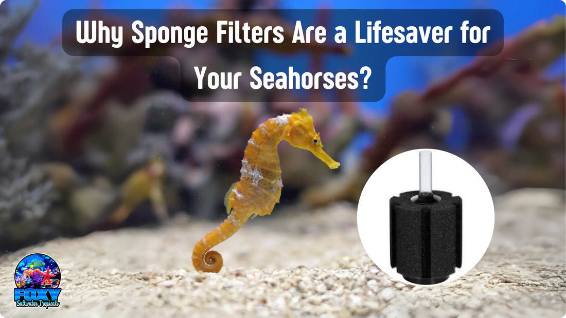 Sponge Filters Are A Lifesaver for your Seahorses?