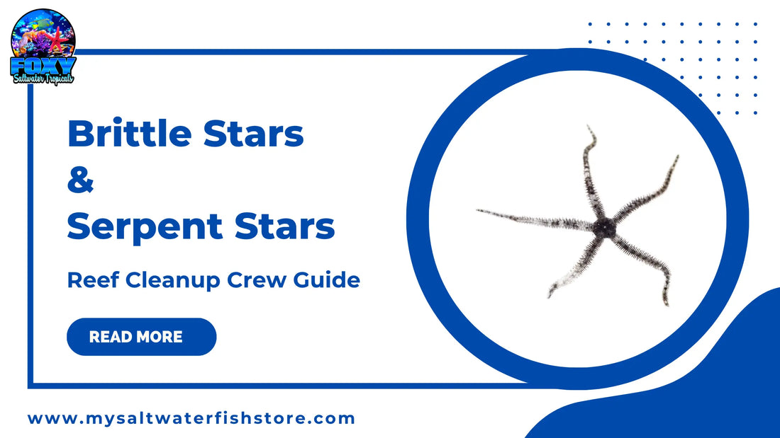 Brittle stars and serpent stars reef cleanup crew guide featuring a brittle starfish.