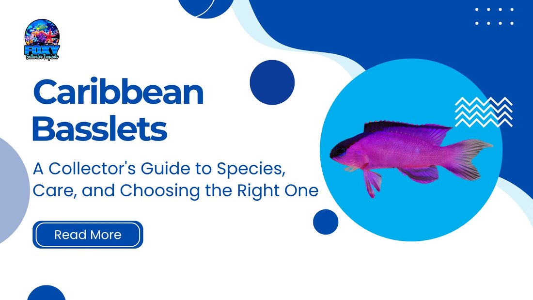Black Cap Basslet on the cover of the Caribbean Basslets collector's guide to species, care and choosing the right one by Foxy Saltwater Tropicals