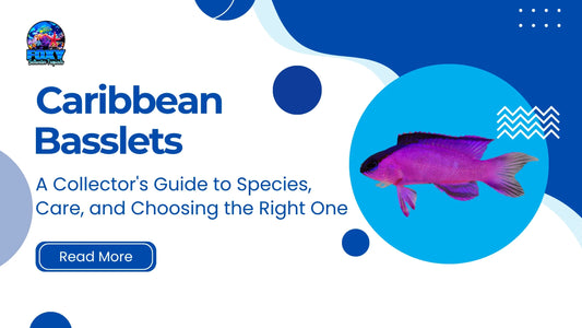 Black Cap Basslet on the cover of the Caribbean Basslets collector's guide to species, care and choosing the right one by Foxy Saltwater Tropicals