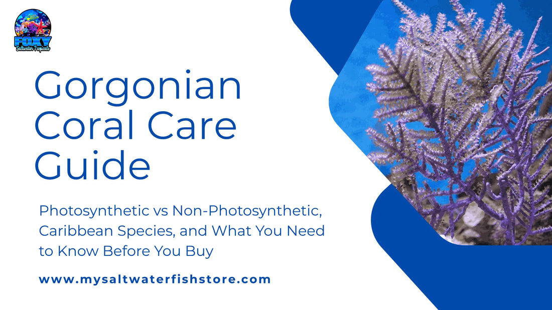 Gorgonian Coral Care Guide: Photosynthetic vs Non-Photosynthetic, Caribbean Species, and What You Need to Know Before You Buy