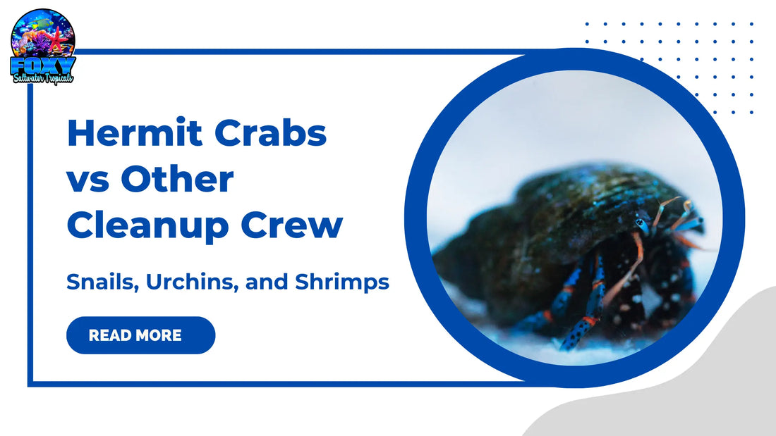 Hermit Crabs vs Other Cleanup Crew: Snails, Urchins, and Shrimp