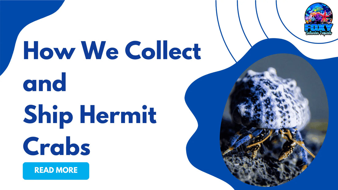 How We Collect and Ship Hermit Crabs