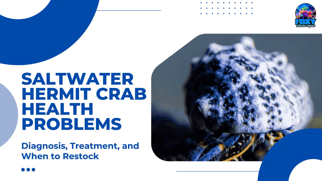 Saltwater Hermit Crab Health Problems: Diagnosis, Treatment, and When to Restock