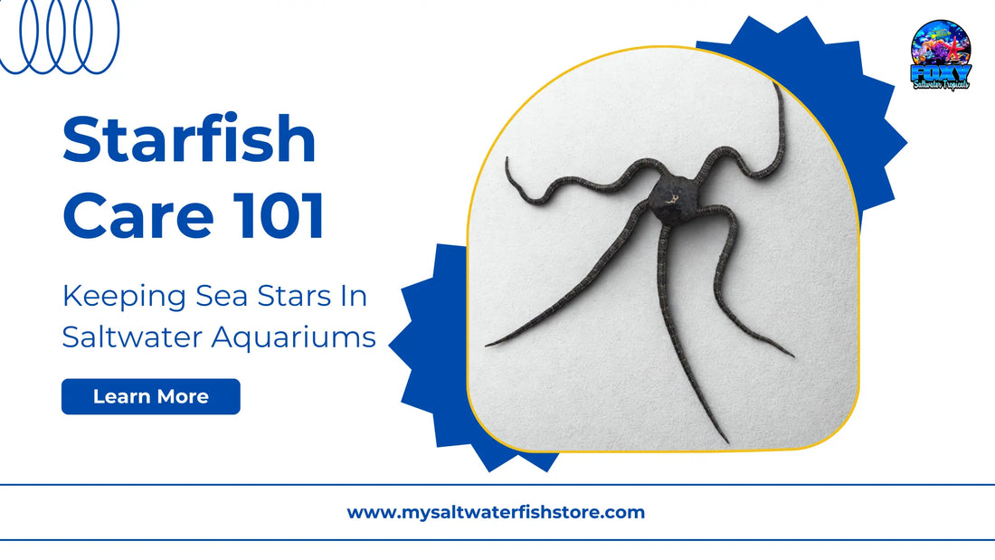 Starfish Care 101: Keeping Sea Stars In Saltwater Aquariums
