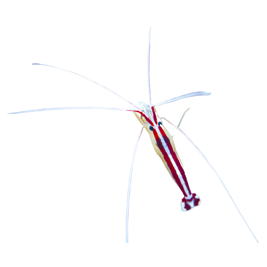Scarlet Cleaner Shrimp (small/medium)