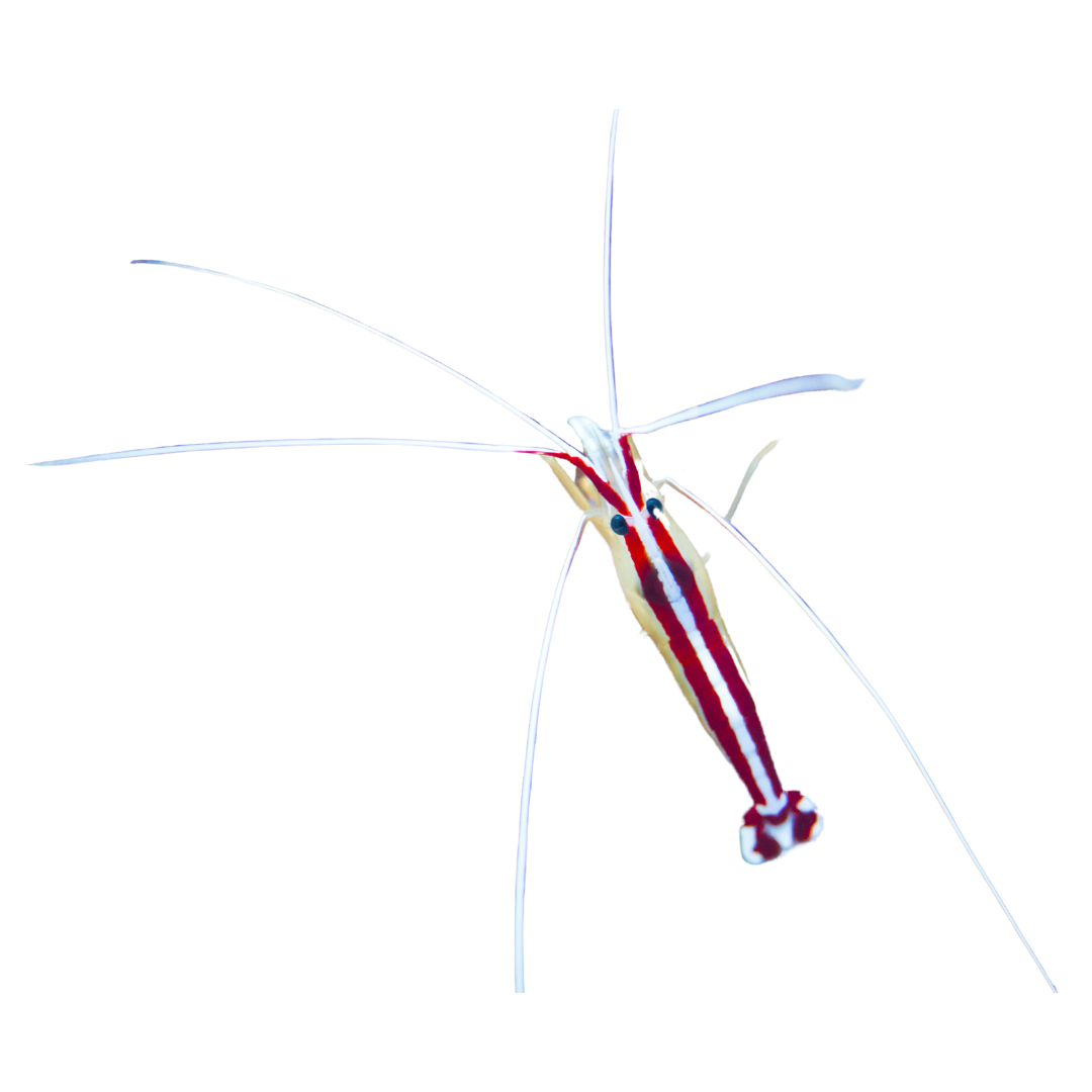 Scarlet Cleaner Shrimp (small/medium)