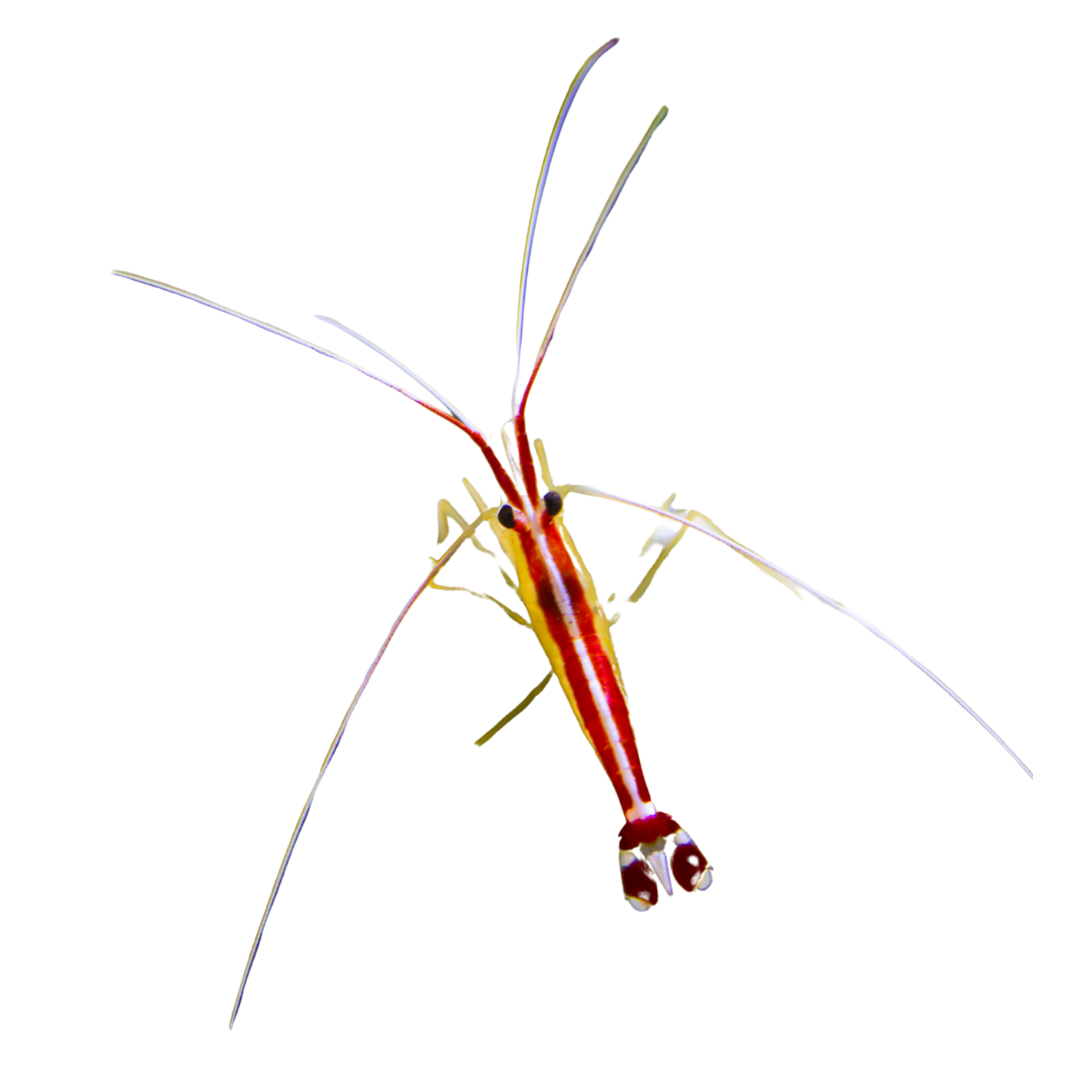 Scarlet Cleaner Shrimp (small/medium)