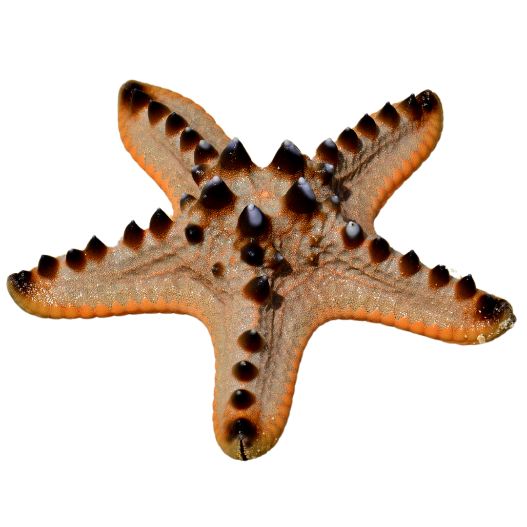 Buy Chocolate Chip Starfish
