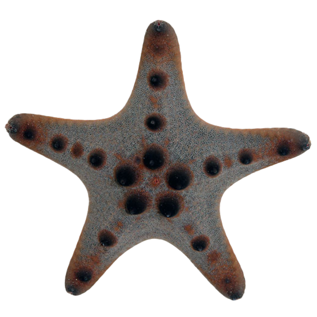 Shop Chocolate Chip Starfish