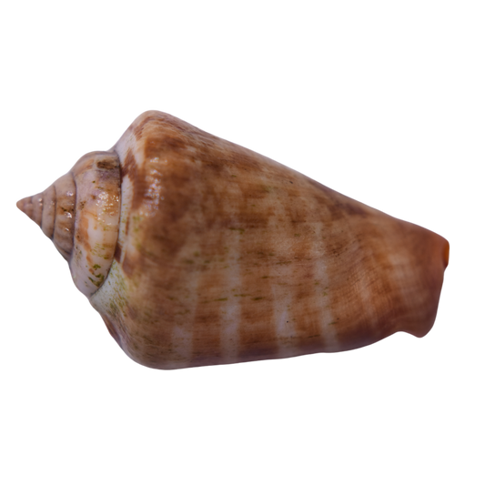 Tiger Sand Conch