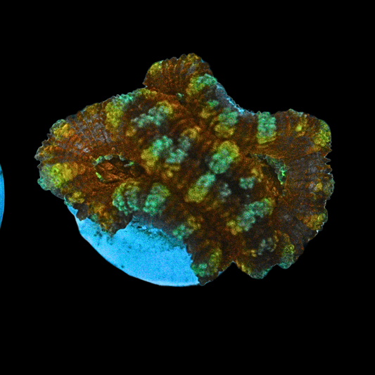 WYSIWYG Acan Frag 20