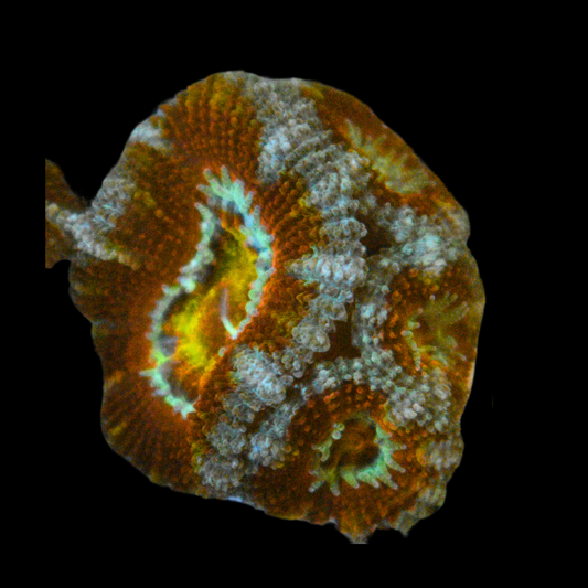 WYSIWYG Ultra Acan Frag 10