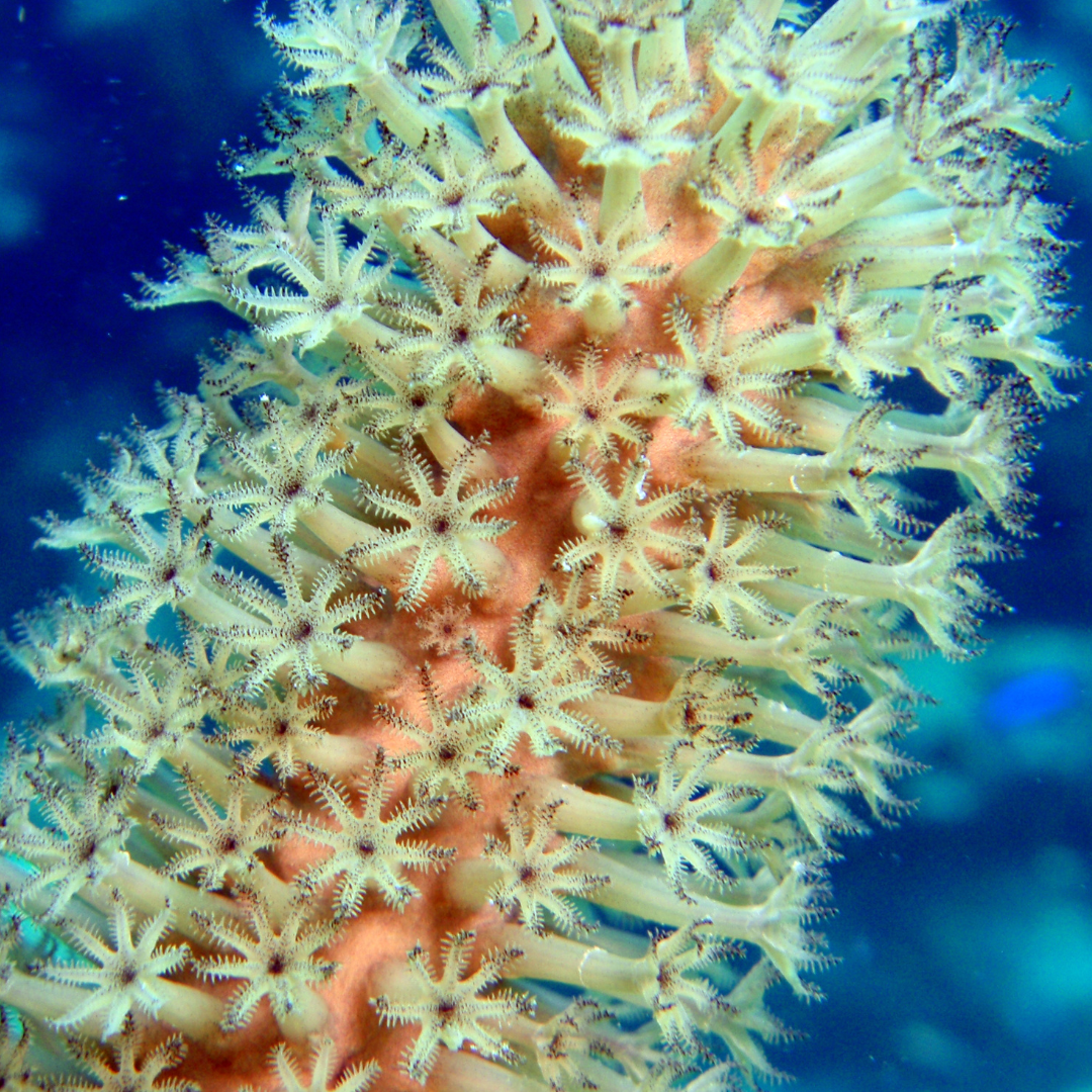 Split Pore Sea Rod Gorgonian (under 10")