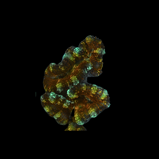 WYSIWYG Acan Frag 21