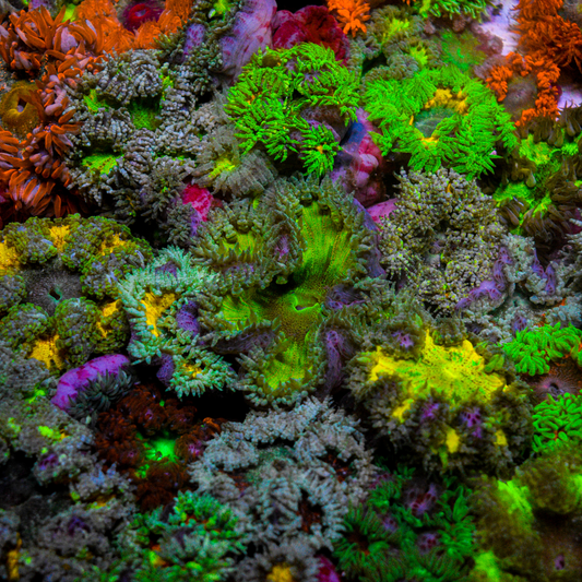 Ultra Rock Flower Anemone Packs