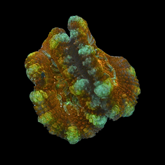 WYSIWYG Acan Frag 22