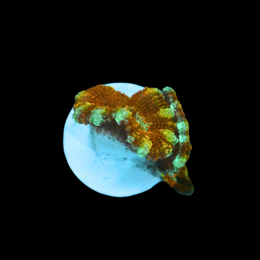 WYSIWYG Acan Frag 23