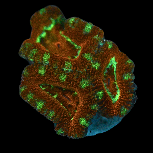 WYSIWYG Acan Frag 24
