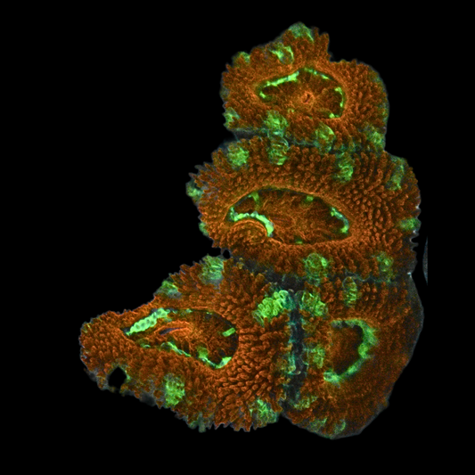 WYSIWYG Acan Frag 25