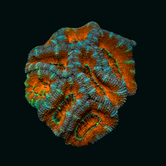 WYSIWYG Small Acan 1