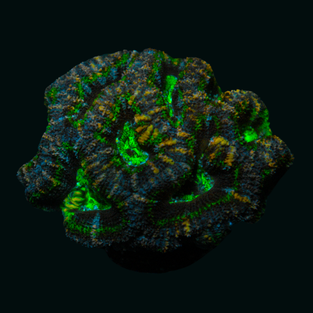WYSIWYG Small Acan 2