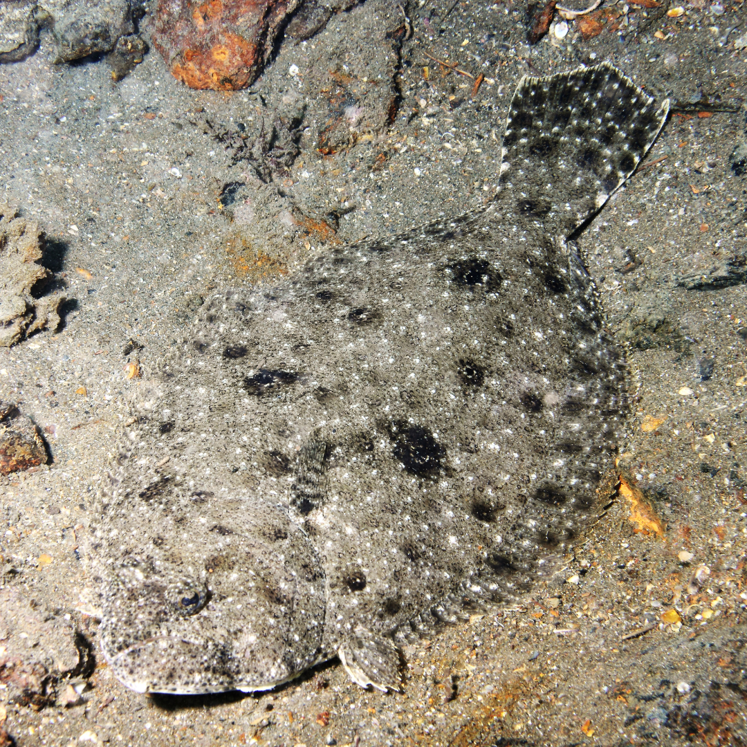 Atlantic Flounder (3-5 inches)