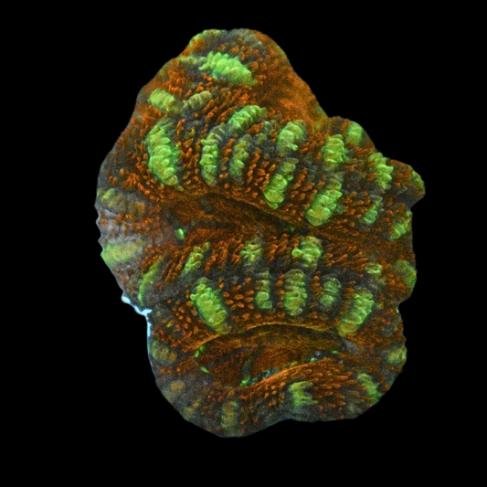 WYSIWYG Acan Frag 27