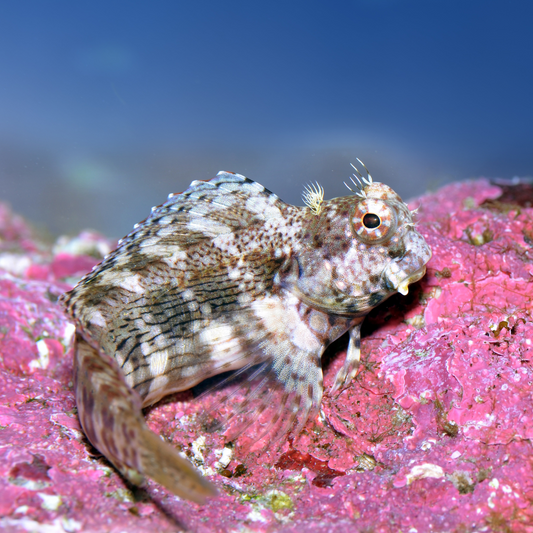Lawnmower Blenny (small)