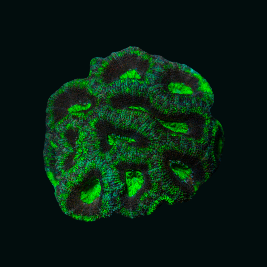 WYSIWYG Small Acan 3
