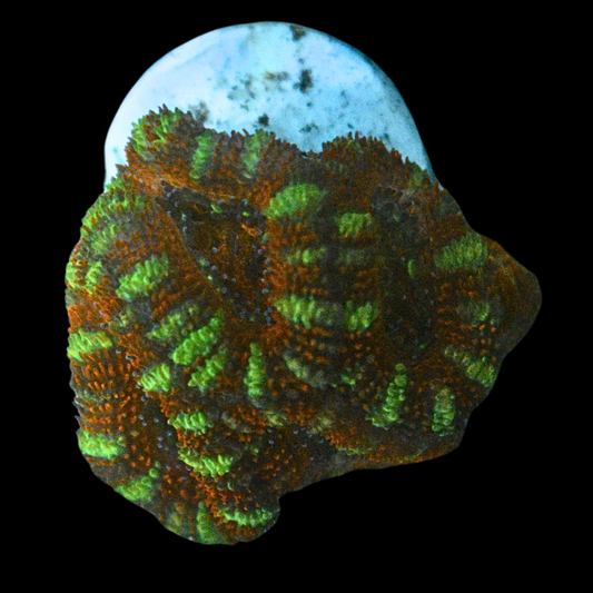 WYSIWYG Acan Frag 28