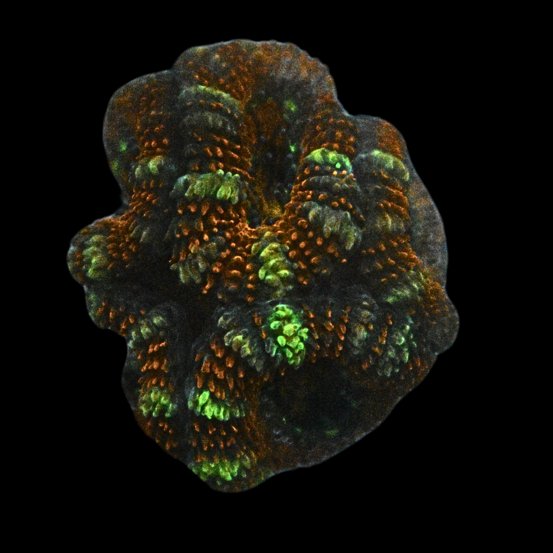 WYSIWYG Acan Frag 29