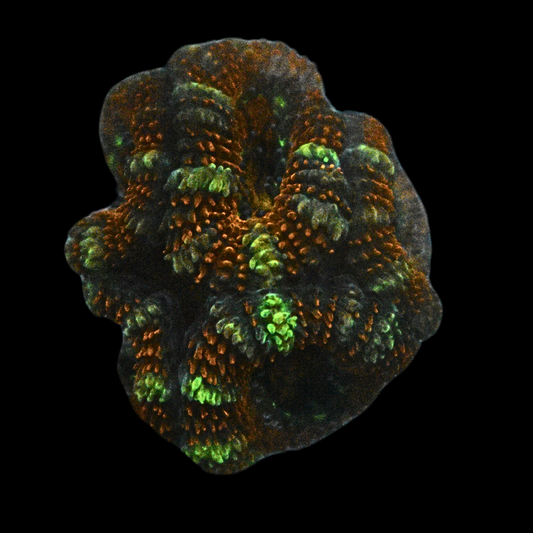 WYSIWYG Acan Frag 29