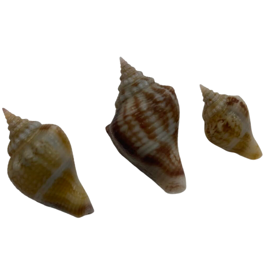 Fighting Conch XS/SM (3/4"-1.5")