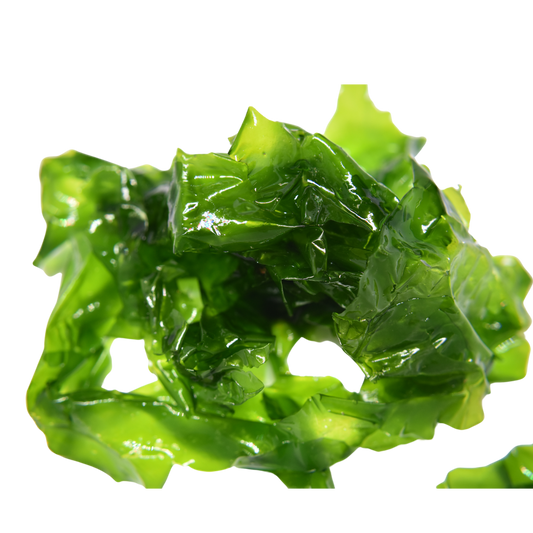 Ulva lettuce (Sea Lettuce)