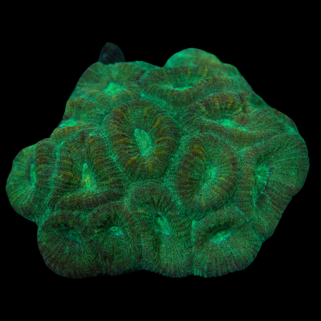 Shop Green Favia Coral