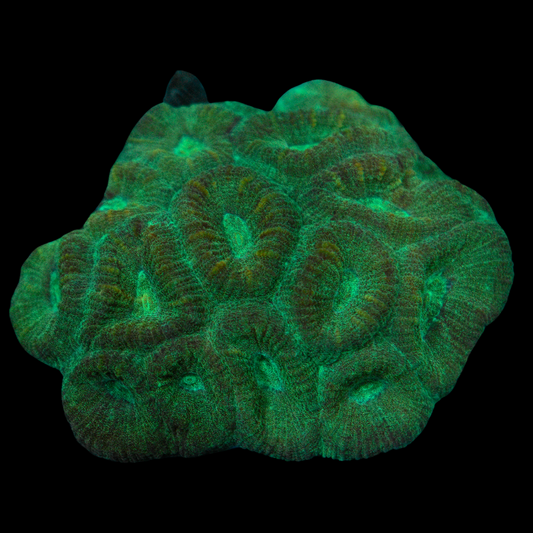 Shop Green Favia Coral