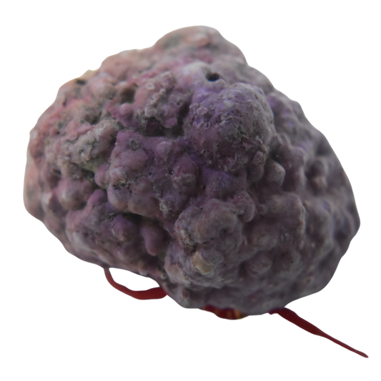 Jumbo Encrusted Scarlet Hermit Crab