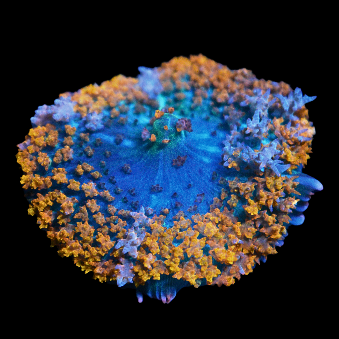 WYSIWYG St Thomas Mushroom
