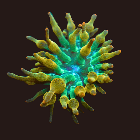 Rainbow Bubble Tip Anemone (medium)
