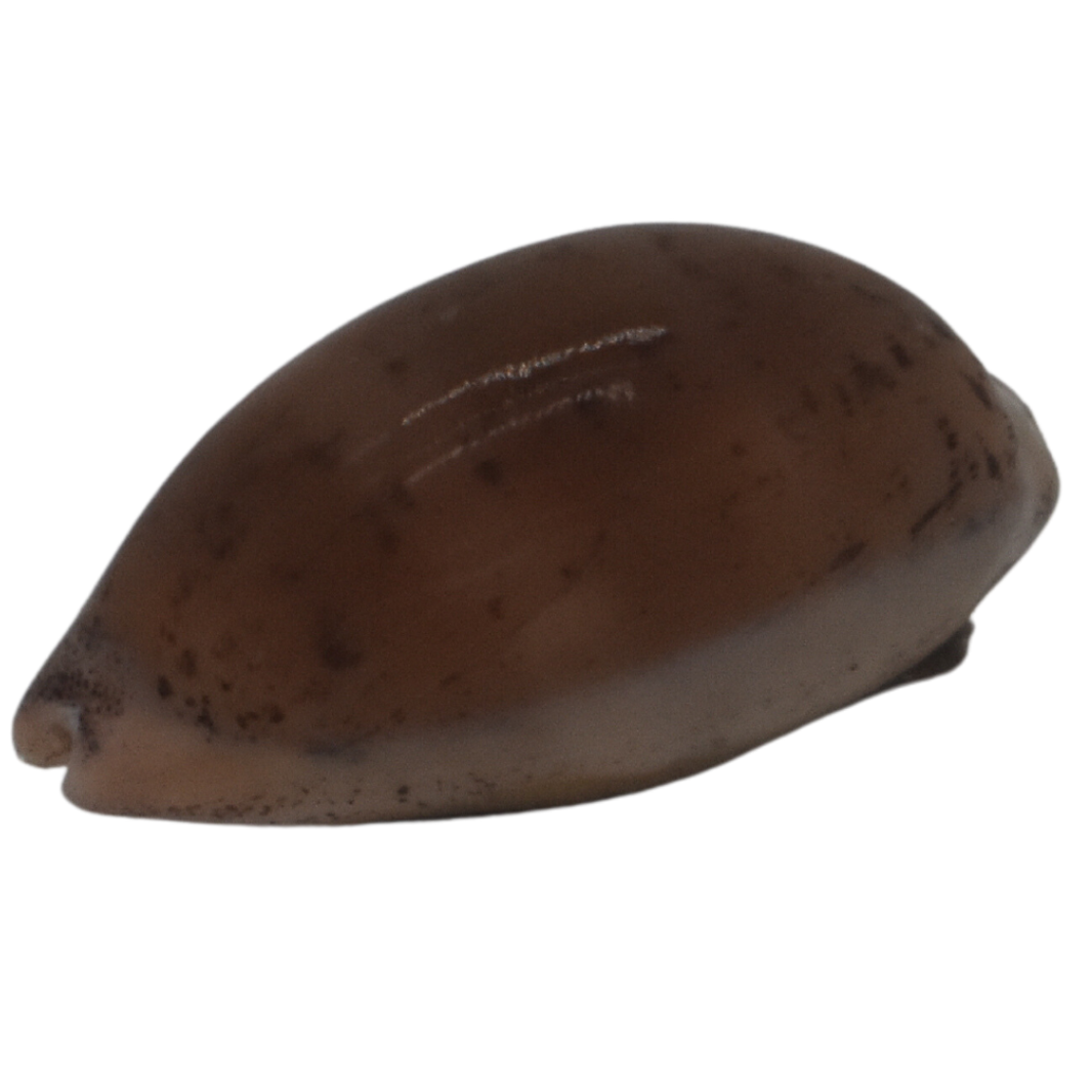 Chestnut Bumblebee Astrea Saltwater Snail For Sale Foxy Chestnut Bumblebee Astrea Saltwater Snail For Sale Foxy