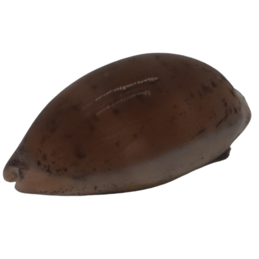 Buy Cowrie