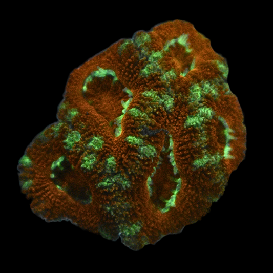 WYSIWYG Acan Frag 30